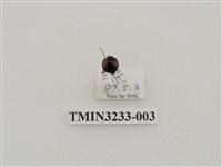 藏品(黃斑盤瓢蟲)的圖片